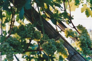 IMG_20150404_0001 (3)